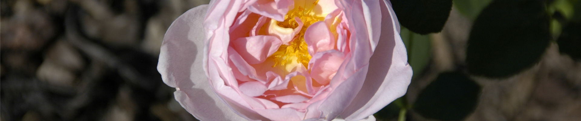 Strauchrose, rosa