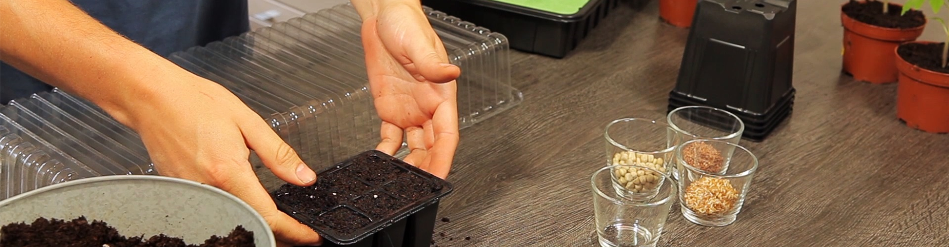 Basilikum - Aussaat und Aufzucht (thumbnail)