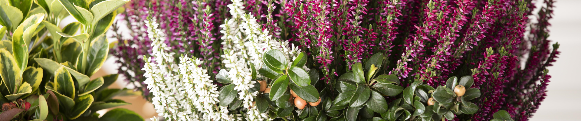 OHNE HEIDE GEHT ES NICHT!