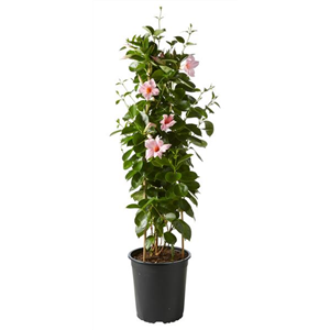 PFLANZE DES MONATS APRIL: DIPLADENIE