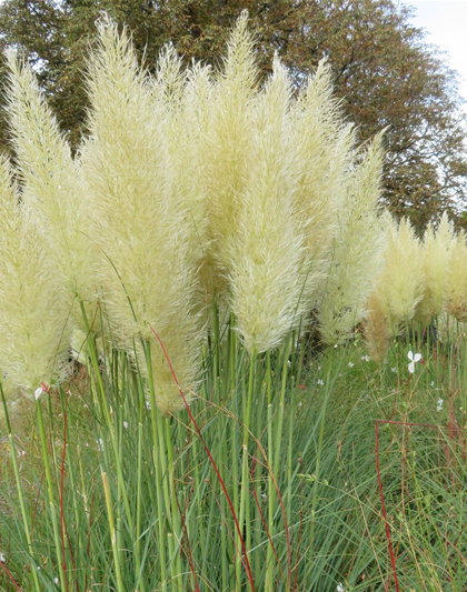 Pampasgras
