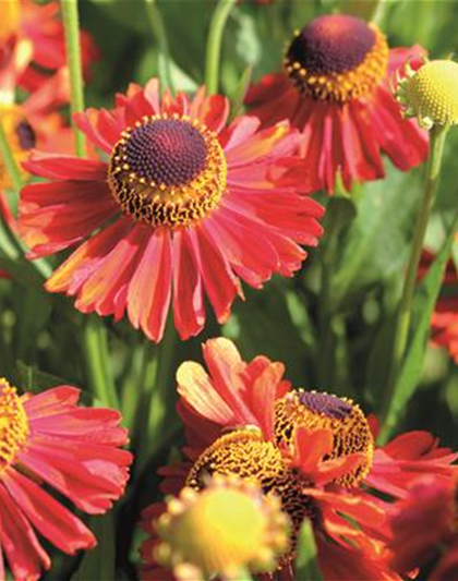 PFLANZE DES MONATS SEPTEMBER: SONNENBRAUT