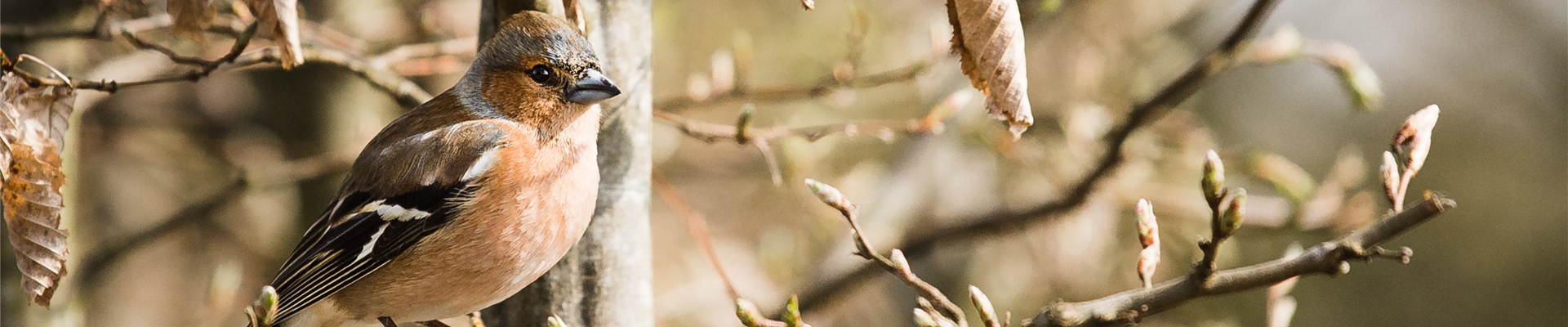 Gehölze für Vögel