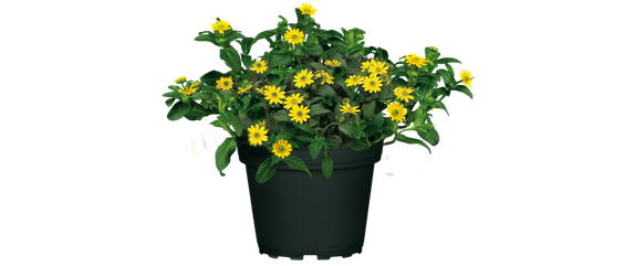 BLüHENDES MAKE OVER! 