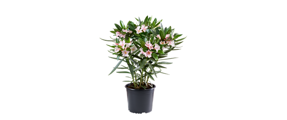 BLüHENDES MAKE OVER! 