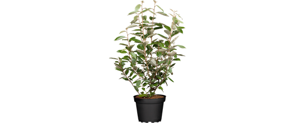 MEDITERRANE KüBELPFLANZEN! 