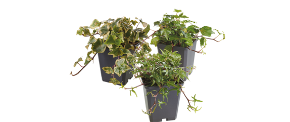 WARME FARBEN, STARKE WIRKUNG!