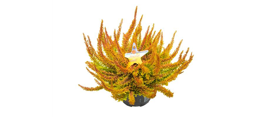 WARME FARBEN, STARKE WIRKUNG!