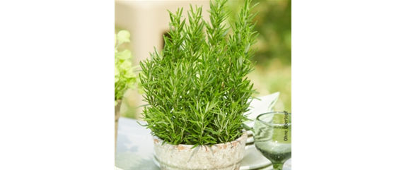 PFLANZE DER WOCHE: ROSMARIN