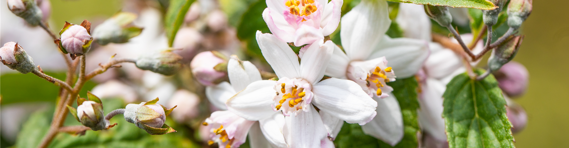Deutzia x hybrida 'Mont Rose'