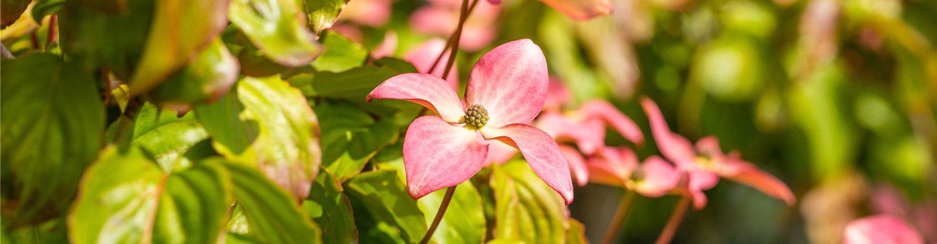 Cornus kousa 'Satomi'®