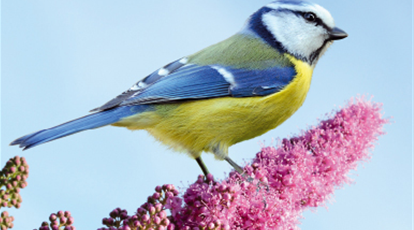 DER UMWELT ZULIEBE - FÜTTERN SIE GANZJÄHRIG