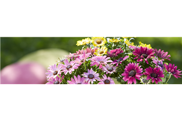 Beet- & Balkonpflanzen