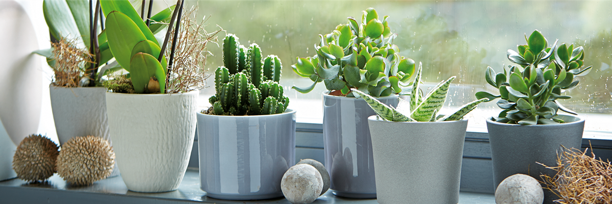 BLüHPFLANZEN, GRüNPFLANZEN, ORCHIDEEN