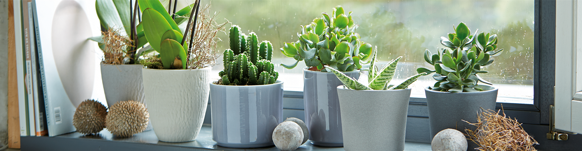 BLüHPFLANZEN, GRüNPFLANZEN, ORCHIDEEN