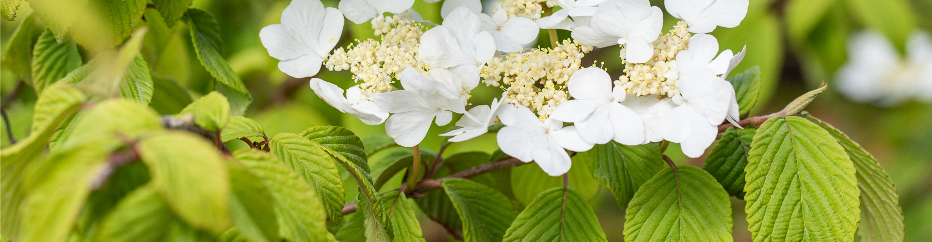 Viburnum plicatum 'Watanabe'