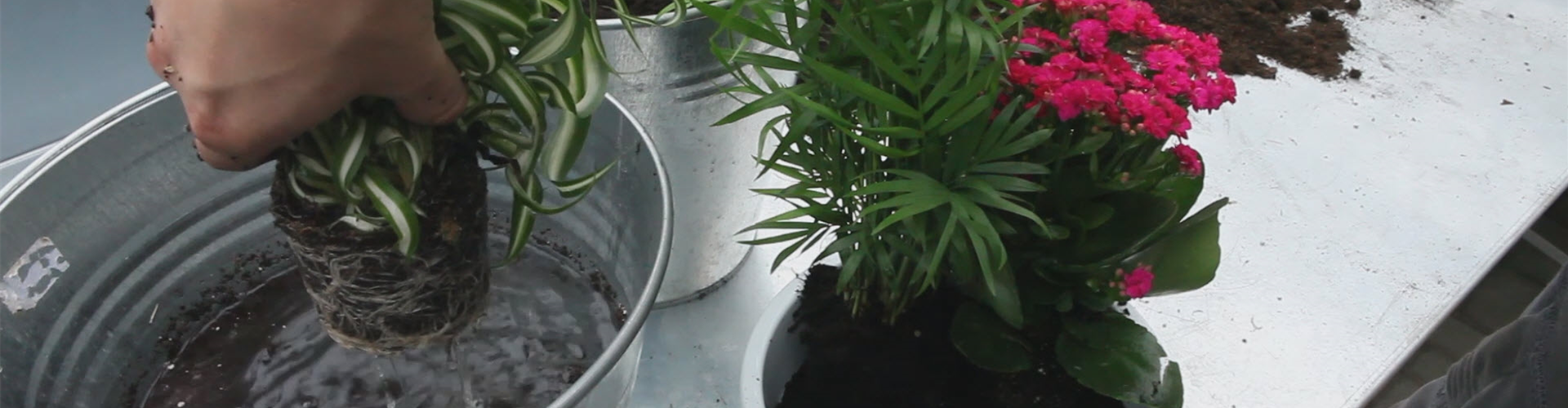 Schale - Einpflanzen von Zimmerpflanzen (thumbnail)