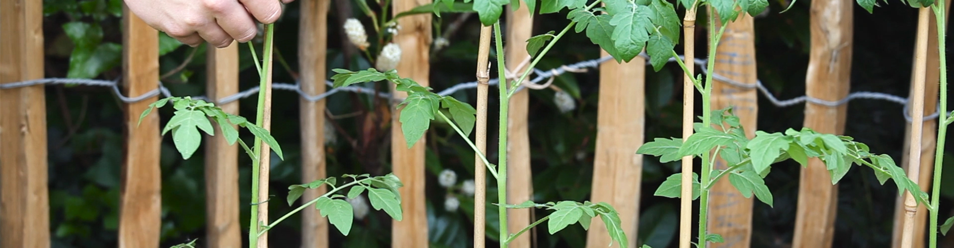 Cherrytomaten - Einpflanzen im Hochbeet (thumbnail)