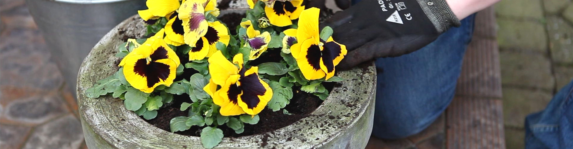 Stiefmütterchen - Einpflanzen in ein Gefäß (thumbnail)