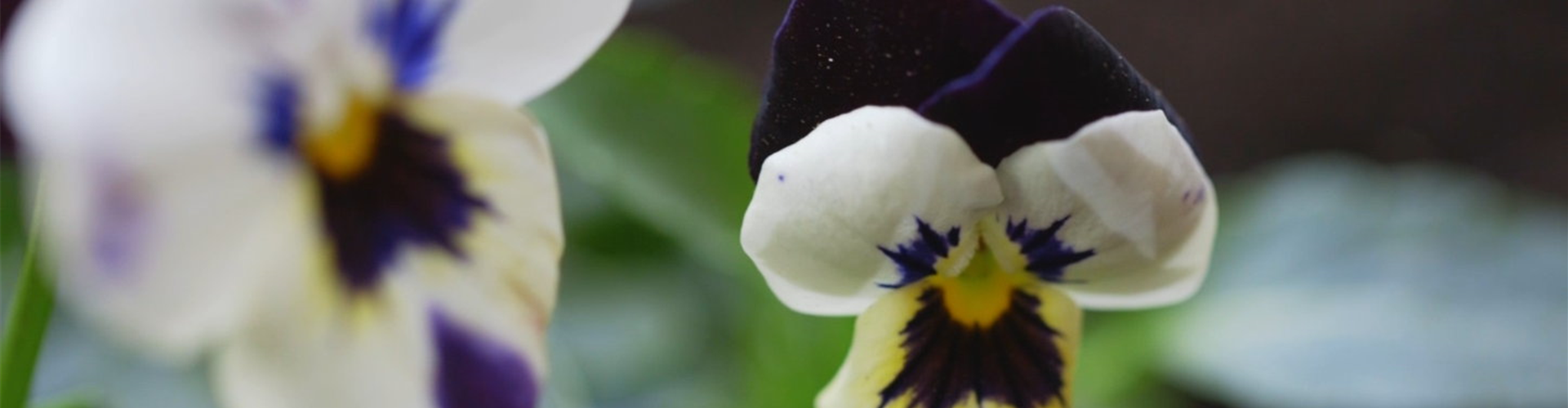 Hornveilchen - Einpflanzen im Garten (thumbnail)