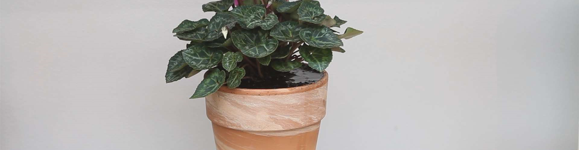 Alpenveilchen - Einpflanzen in ein Gefäß (thumbnail)