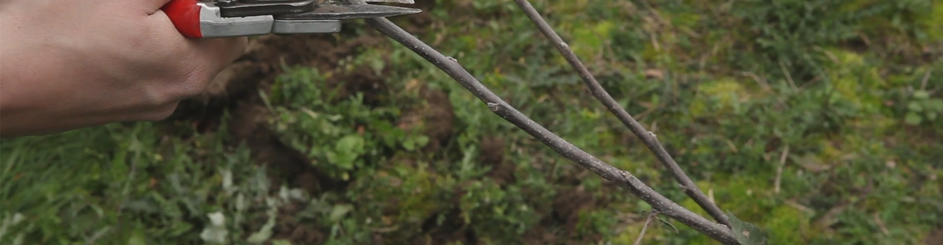 Apfelbaum - Pflanzschnitt (thumbnail)