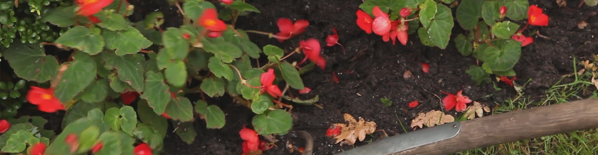 Begonien - Überwintern (thumbnail)