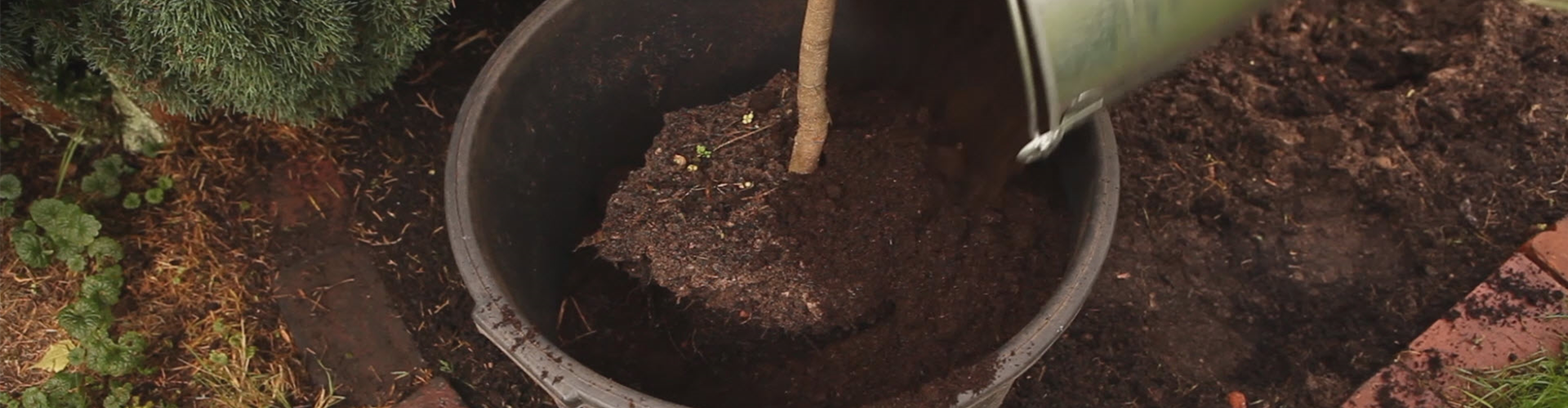 Olivenbaum - Überwintern (thumbnail)