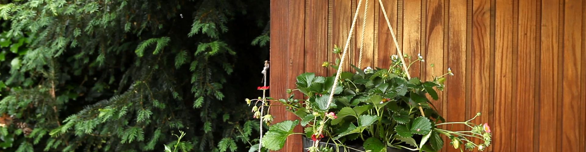 Erdbeeren - Ampfel bepflanzen (thumbnail)