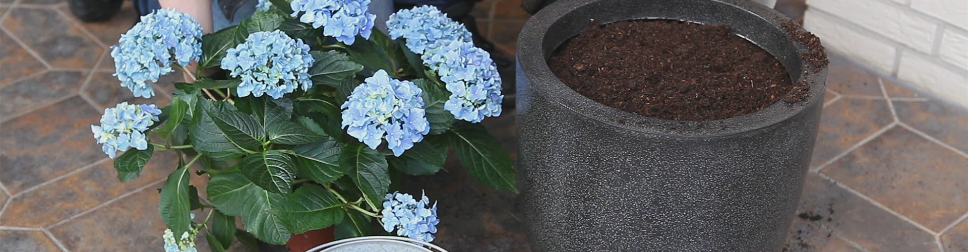 Hortensien - Einpflanzen in ein Gefäß (thumbnail)