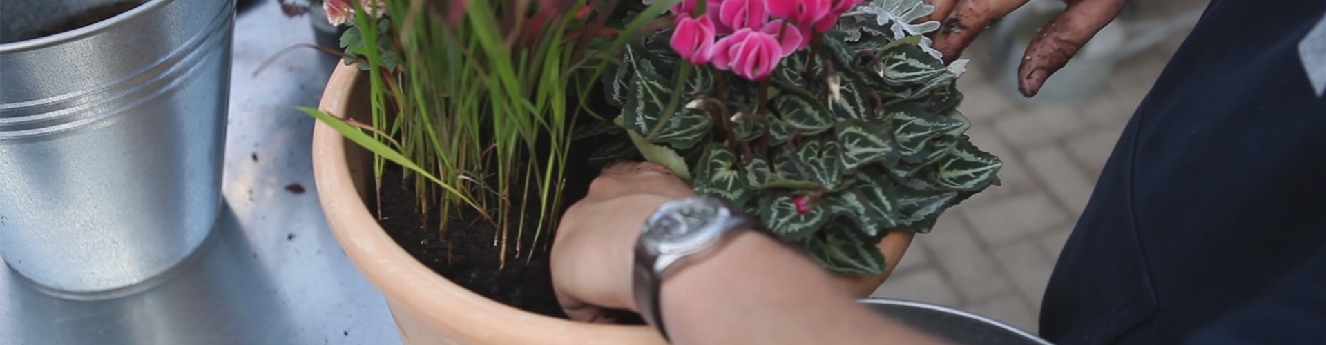 Blumenkübel - Bepflanzung für den Herbst (thumbnail)