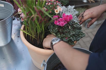 Blumenkübel - Bepflanzung für den Herbst