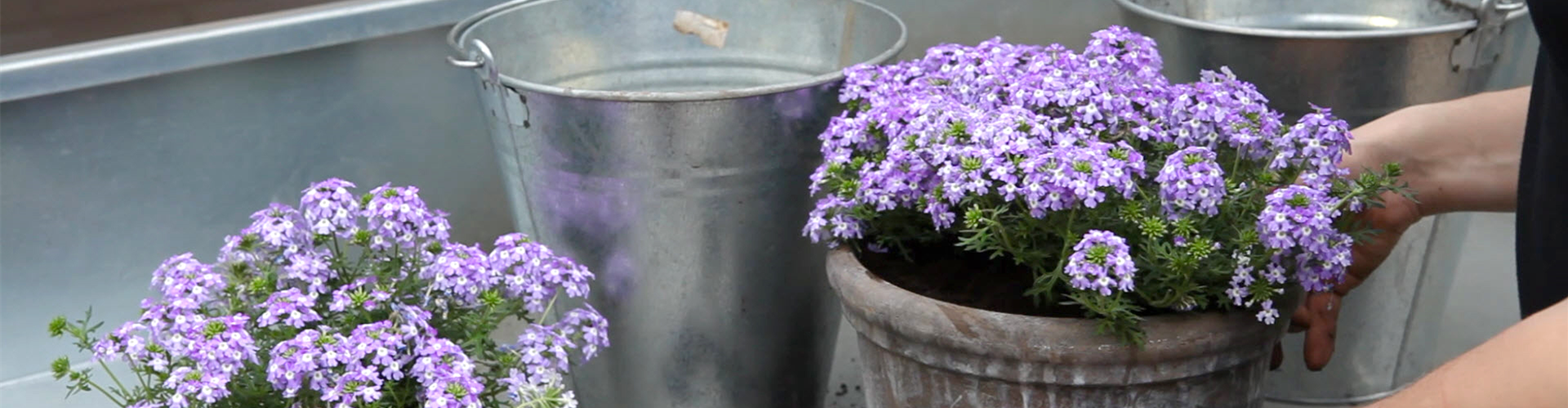 Eisenkraut - Einpflanzen in ein Gefäß (thumbnail)