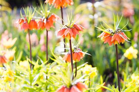 ZWIEBELN, KNOLLEN & CO.