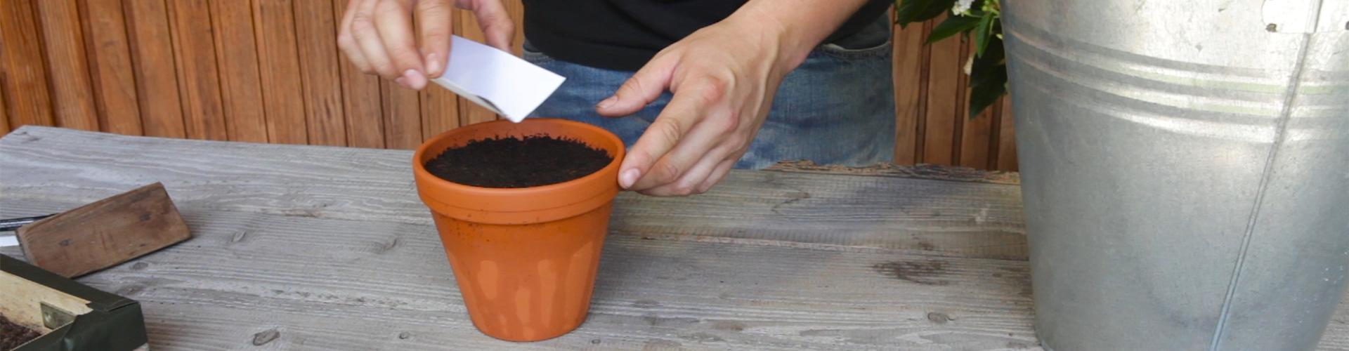 Estragon - Aussäen von Samen (thumbnail)