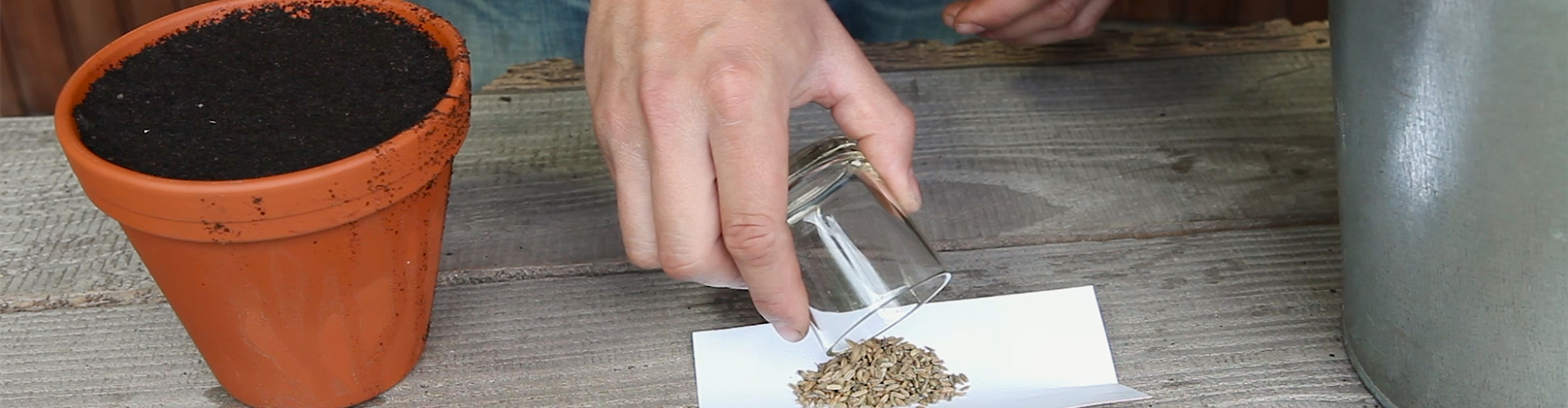 Fenchel - Aussäen von Samen (thumbnail)