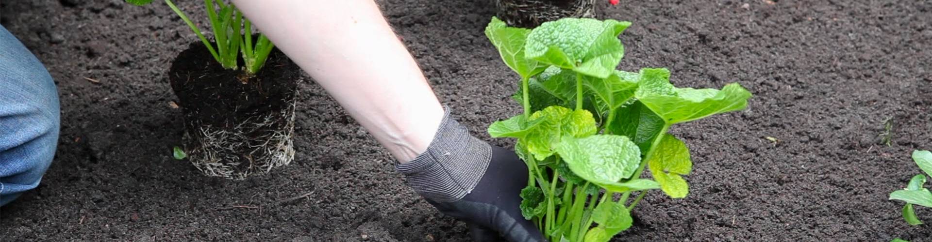 Stockrosen - Einpflanzen im Garten (thumbnail)
