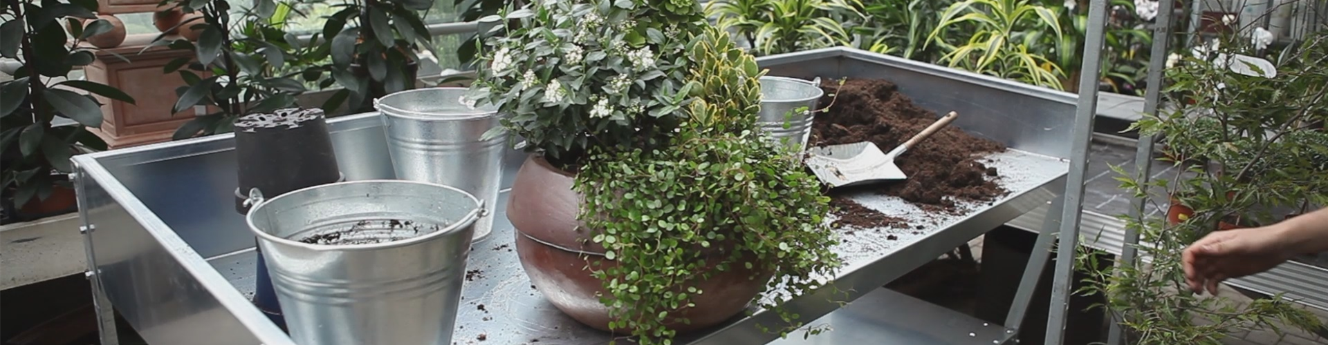 Blumenkübel - Dauerhafte Bepflanzung (thumbnail)