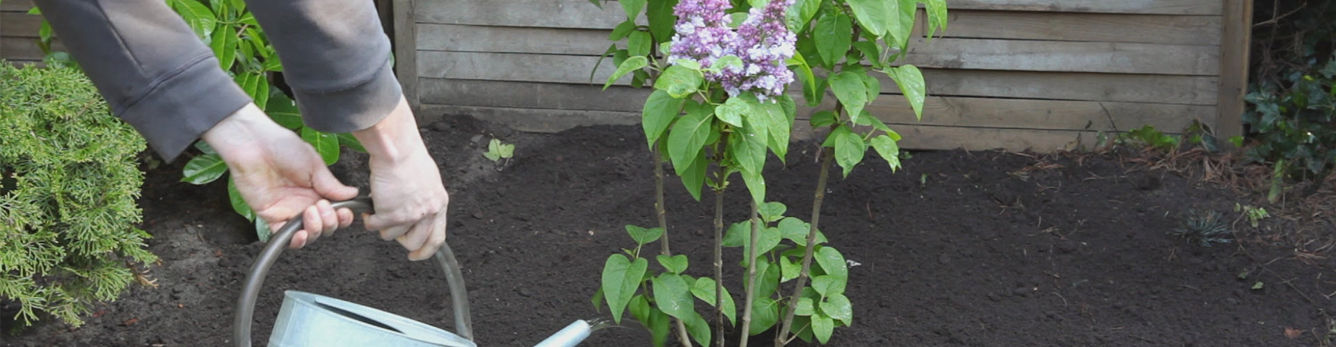 Flieder - Einpflanzen im Garten (thumbnail)