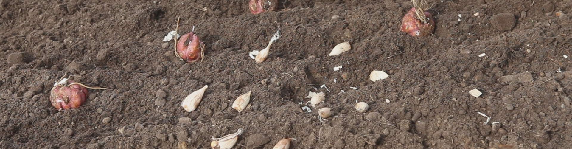 Blumenzwiebeln - Einpflanzen im Garten (thumbnail)