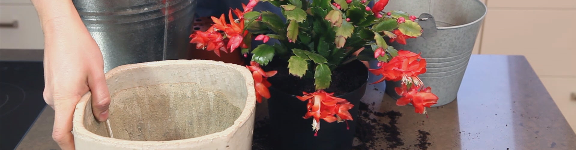 Weihnachtskaktus - Einpflanzen in ein Gefäß (thumbnail)