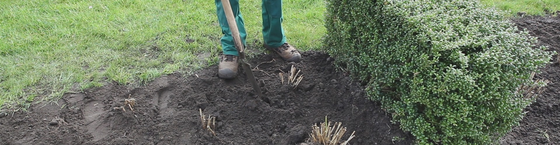 Dahlien - Einpflanzen im Garten (thumbnail)