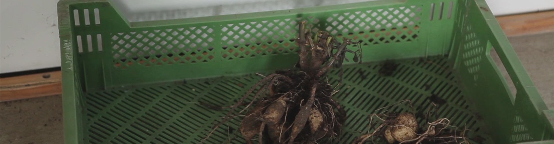 Dahlien - Überwintern (thumbnail)