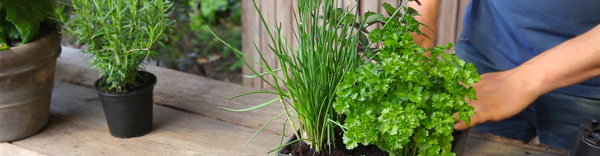 Kräutertopf - Bepflanzen (thumbnail)