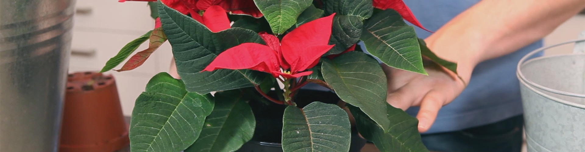 Weihnachtsstern - Einpflanzen in ein Gefäß (thumbnail)