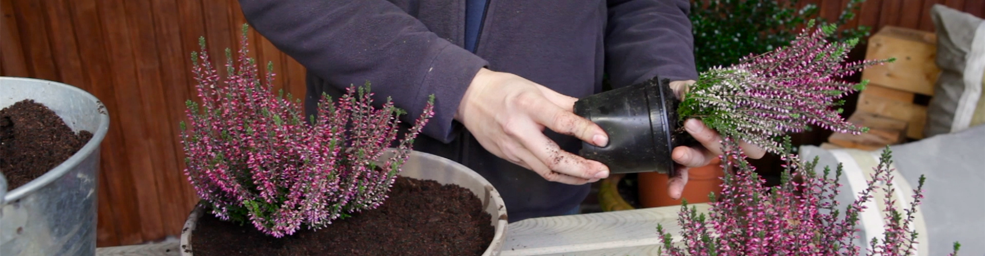 Knospenheide - Einpflanzen in ein Gefäß (thumbnail)