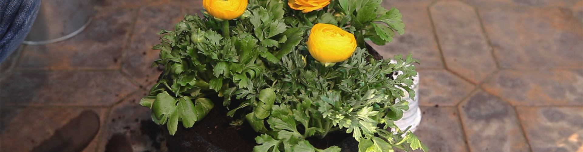 Ranunkeln - Einpflanzen in ein Gefäß (thumbnail)