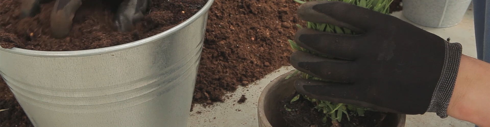 Lavendel - Einpflanzen in ein Gefäß (thumbnail)