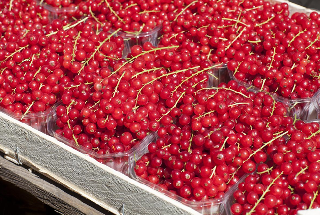 GäRTEN FüR NASCHKATZEN