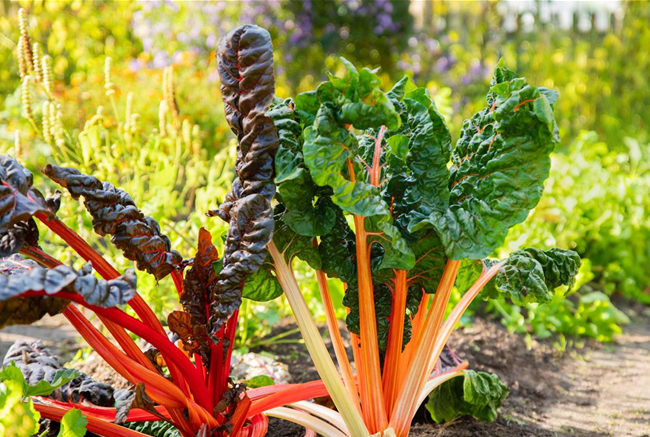 DAS GROSSE COMEBACK DER ALTEN GEMüSESORTEN